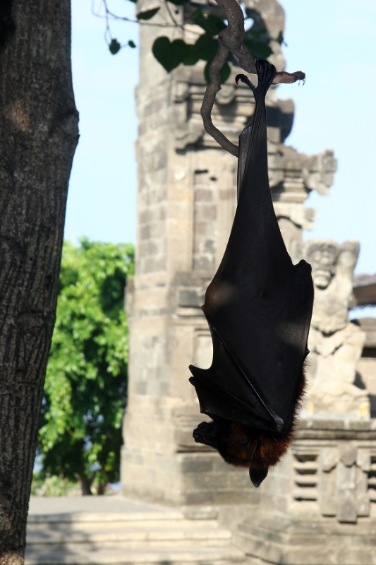 Tanahlot. Fruit bat, Bali Indonesia.jpg - Indonesia Bali Tanahlot. Fruit bat